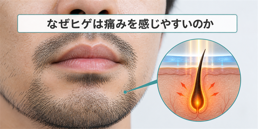 なぜヒゲは痛みを感じやすいのか